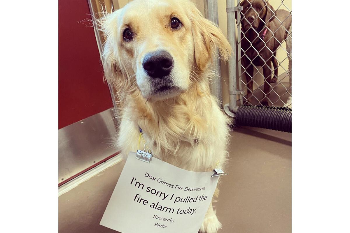 Golden Retriever Wears 'I'm Sorry' Sign After Pulling Fire Alarm