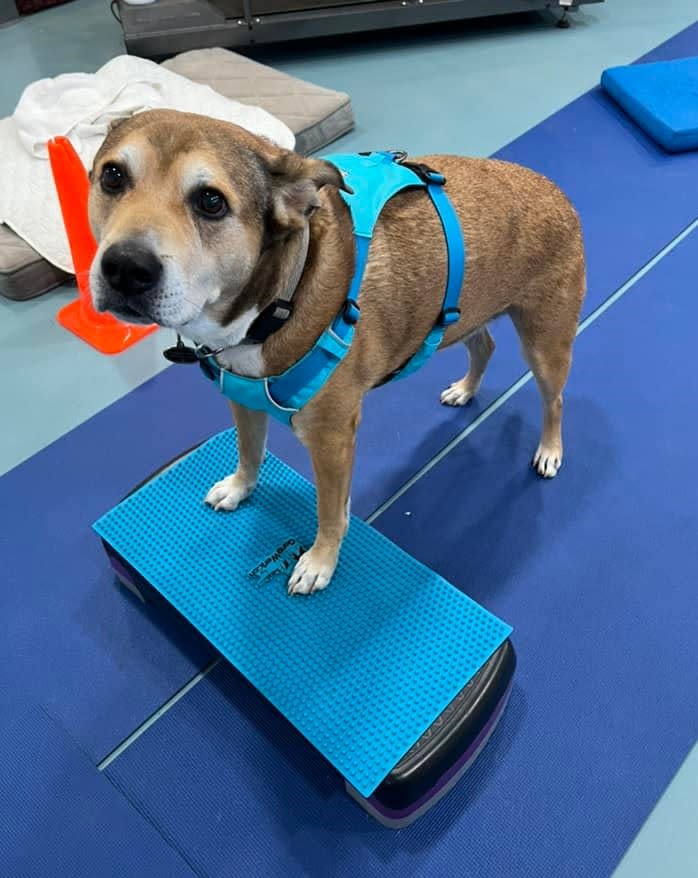 Animal physical therapist Diley Greiser is helping Rocky to lose weight and to increase his mobility. Greiser rescues and treats animals through her D.A.W.G. Rehab business in the High Desert.