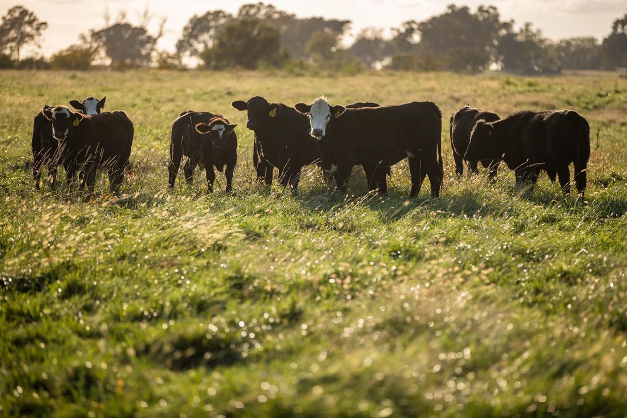 Cattle graze on a producer’s property in Boswell, Oklahoma. Beginning next week several local OSU Extension offices are joining forces for a three week program for local cattle producers.