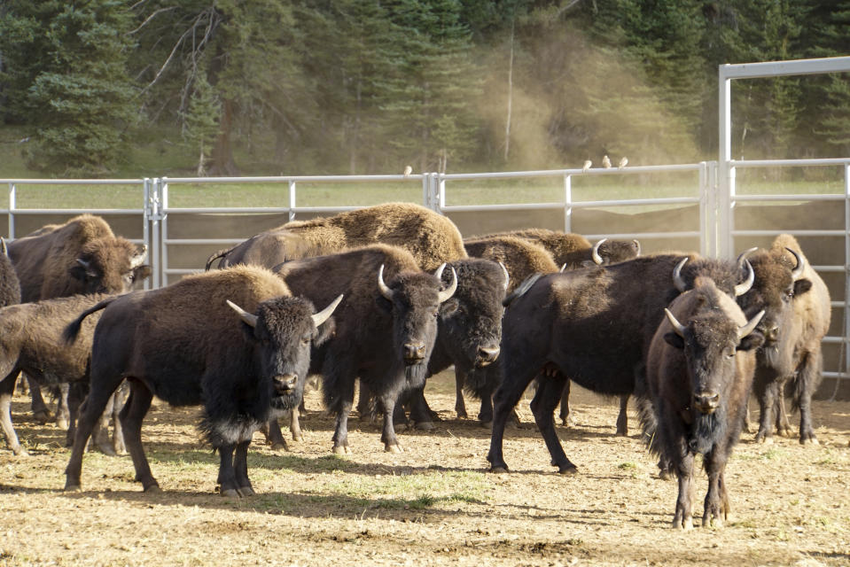 FILE - In this photo provided by Grand Canyon National Park, bison are held in a corral at the North Rim of the park in Arizona, on Aug. 30, 2021. Grand Canyon National Park has decided not to extend a pilot project this fall 2022 that used volunteers to kill bison to downsize the herd. New surveys show the herd roaming the far reaches of northern Arizona is closer to the goal of about 200. (Lauren Cisneros/Grand Canyon National Park via AP, File)