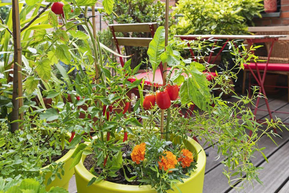 tomatoes, red chili peppers and marigolds cultivated in balcony garden