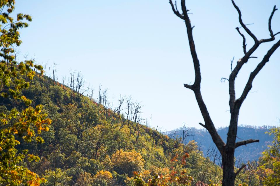 Dead trees from the 2016 fire that swept through the Gatlinburg area can still be seen from the Park Vista hotel in Gatlinburg on Wednesday, Oct. 27, 2021. 