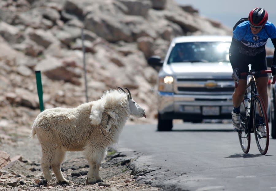 Mount Evans Highway, mountain goat, bicyclist