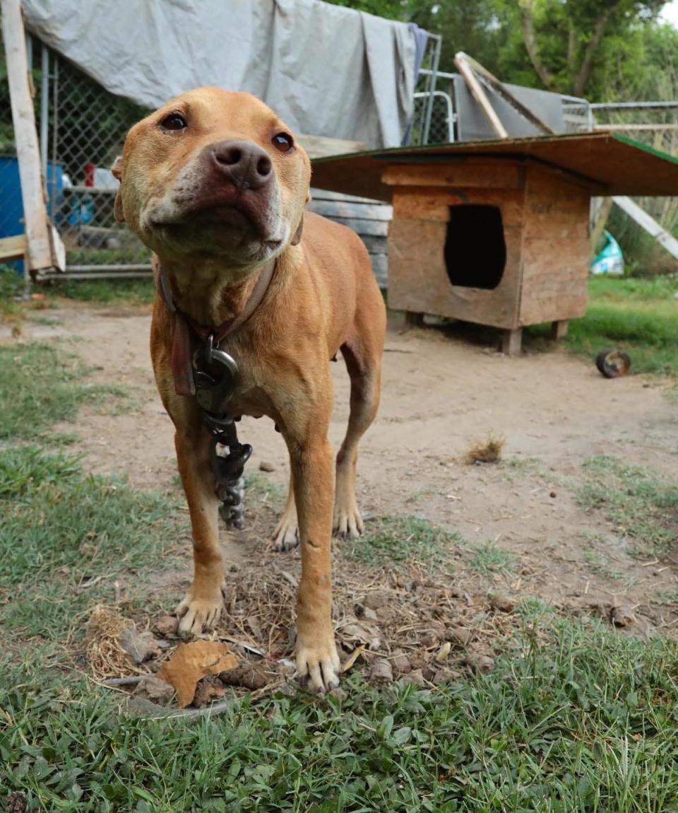 Hazel lived most of her life on the end of a long, thick chain outside a home in Gastonia.