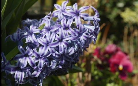 Hyacinths are best forced to flower in September - Credit: &nbsp;Martin Pope