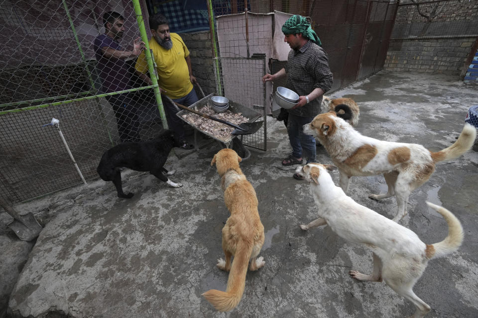 Iranian cleric Sayed Mahdi Tabatabaei, center, brings food for impaired stray dogs at his shelter outside the city of Qom, 80 miles (125 kilometers) south of the capital Tehran, Iran, Sunday, May 21, 2023. It's rare these days for a turbaned cleric in Iran to attract a large following of adoring young fans on Instagram, but Tabatabaei has done it by rescuing street dogs in defiance of a local taboo. (AP Photo/Vahid Salemi)