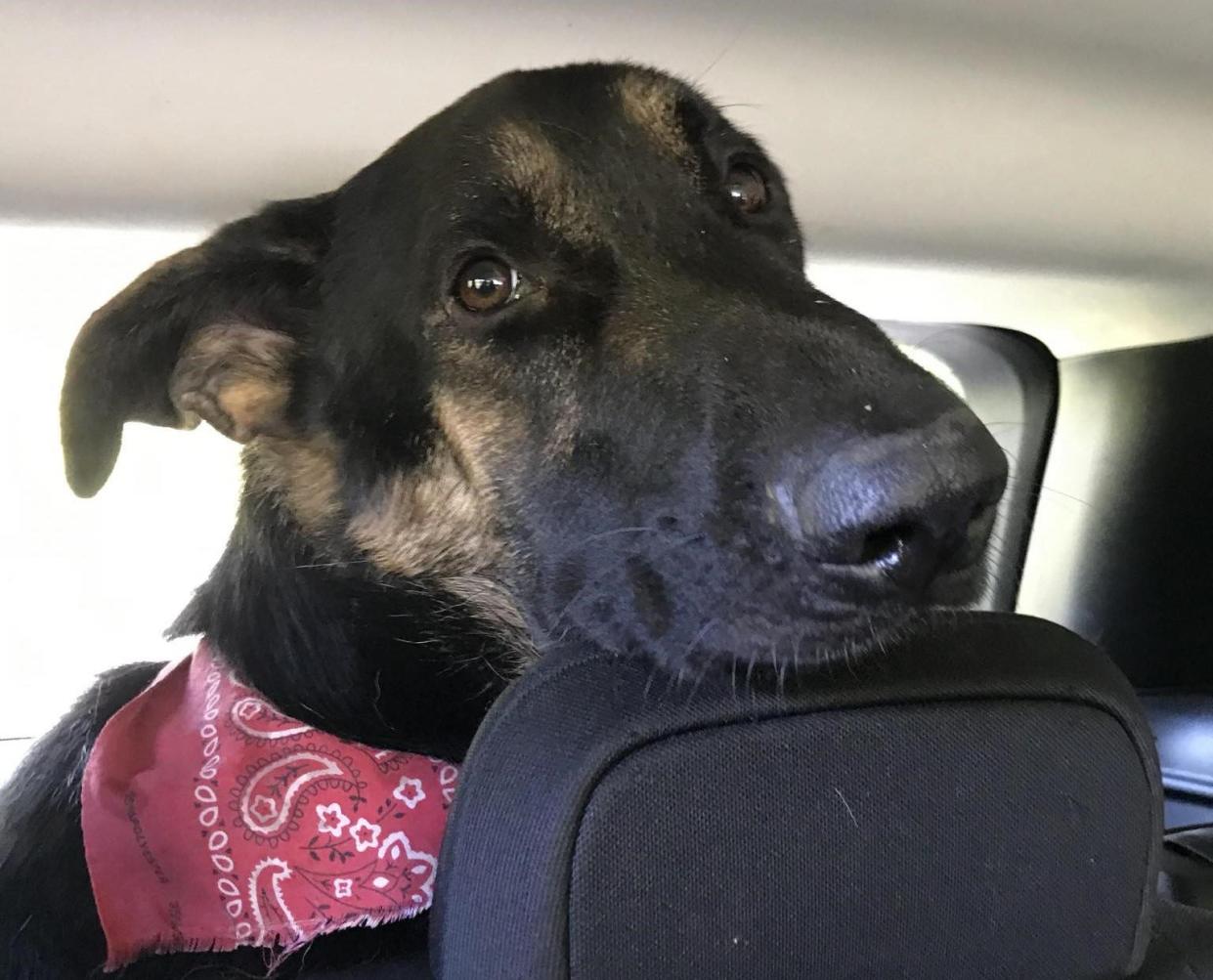 "Dumbo," a service dog owned by Sarah Tuggle, sits in her car as he's taken to his veterinarian in Tennessee on April 25. The dog sustained three gunshot wounds after a shooting incident on April 13 near North Mills River Campground.