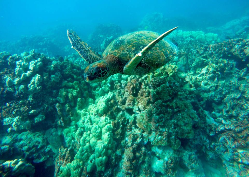 In this Sept. 11, 2019 photo, a green sea turtle swims near coral in a bay on the west coast of the Big Island near Captain Cook, Hawaii. Just four years after a major marine heat wave killed nearly half of this coastline’s coral, federal researchers are predicting another round of hot water will cause some of the worst coral bleaching the region has ever seen. (AP Photo/Brian Skoloff)