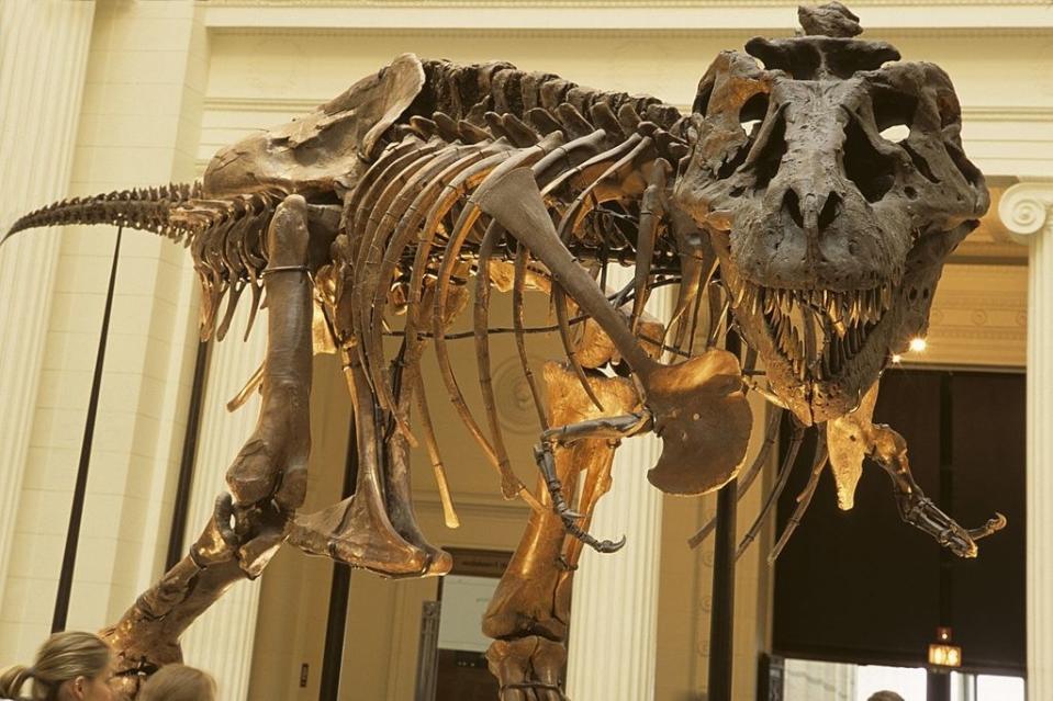 A T-rex fossil