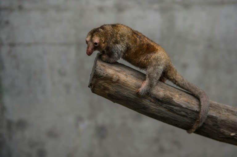 Pygmy anteaters (Cyclopes didactylus), known as silky anteaters, spend their entire lives in the treetops, never touching the ground