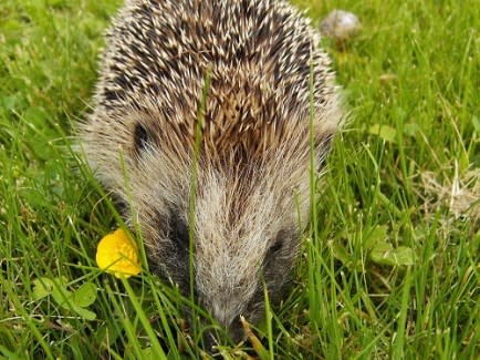 A Hedgehog