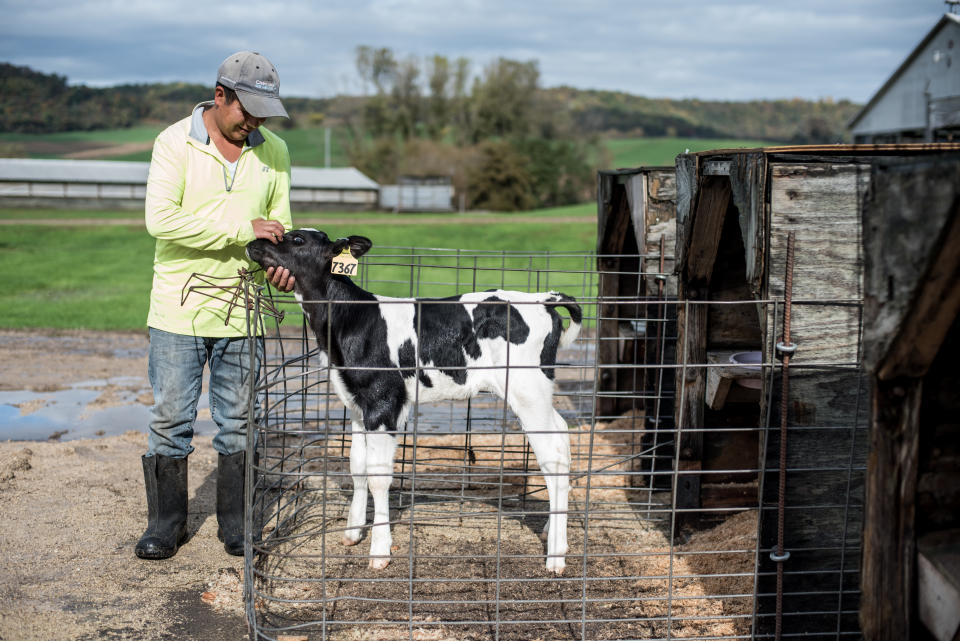 Roberto Tecpile, a native of Astacinga, Veracruz, Mexico, cares for a 3-day-old calf at the Rosenholm dairy farm in Cochrane, Wisconsin. (Photo: Caroline Yang for HuffPost)