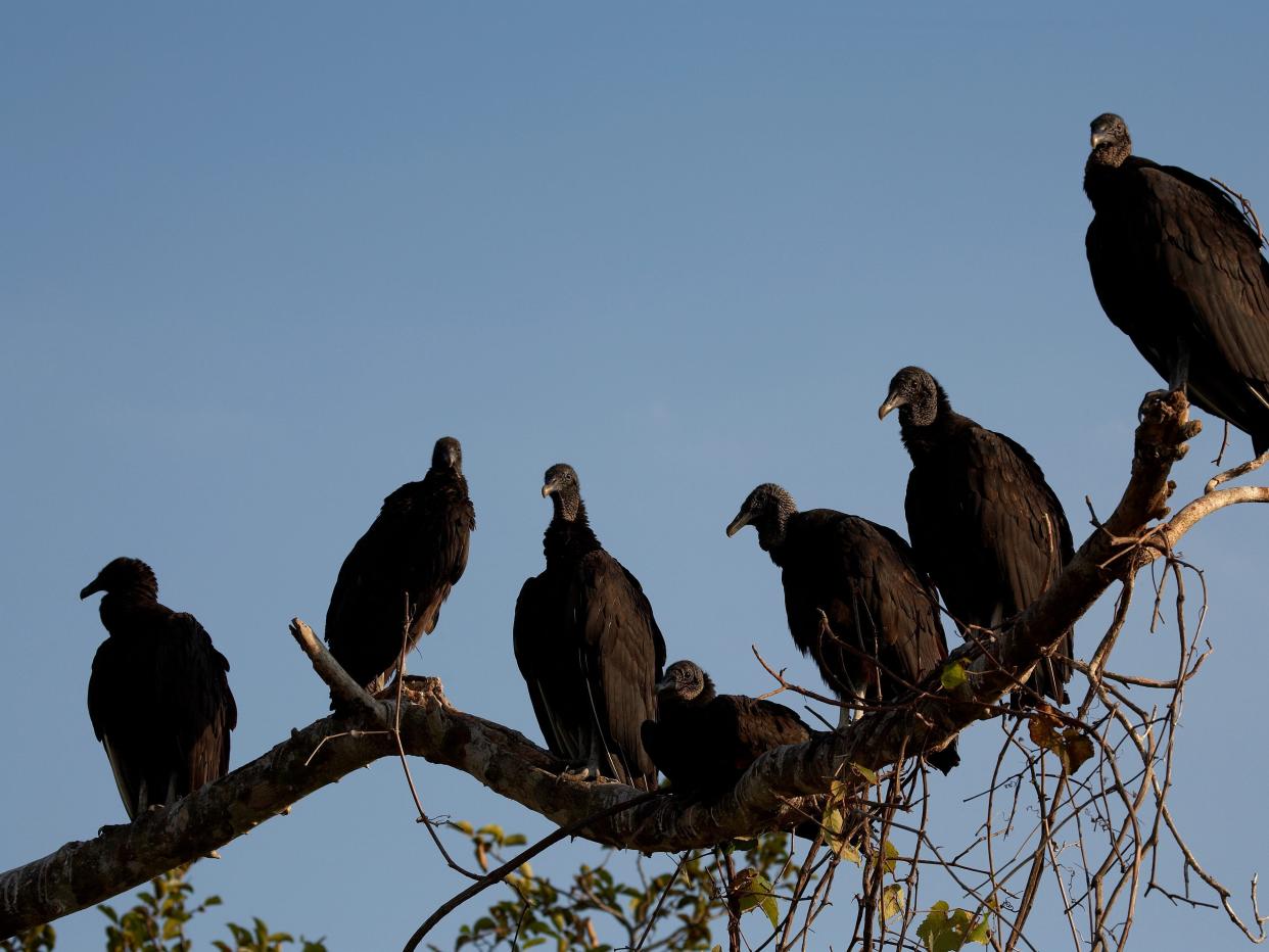 Roosting black vultures.
