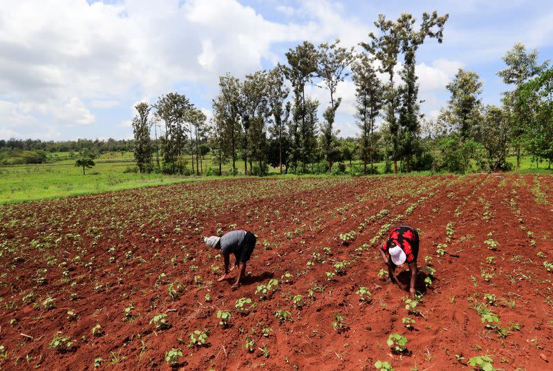 Mercy Wanjira 39, and Caroline Wangari 38, work at their genetically modified pest resistant Bt cotton variety, in Kimbimbi village of Kirinyaga