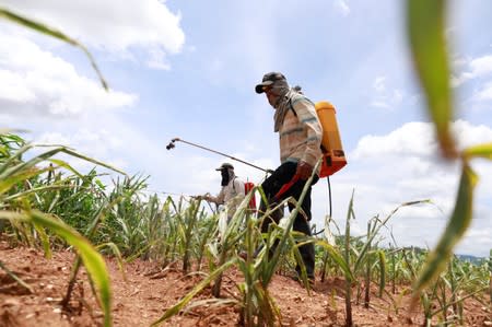 Workers spray insecticide at a maize field destroyed by Fall Army Worm at Pak Chong district in Thailand