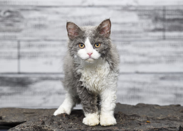 Grey and white Selkirk cat looking at the camera.