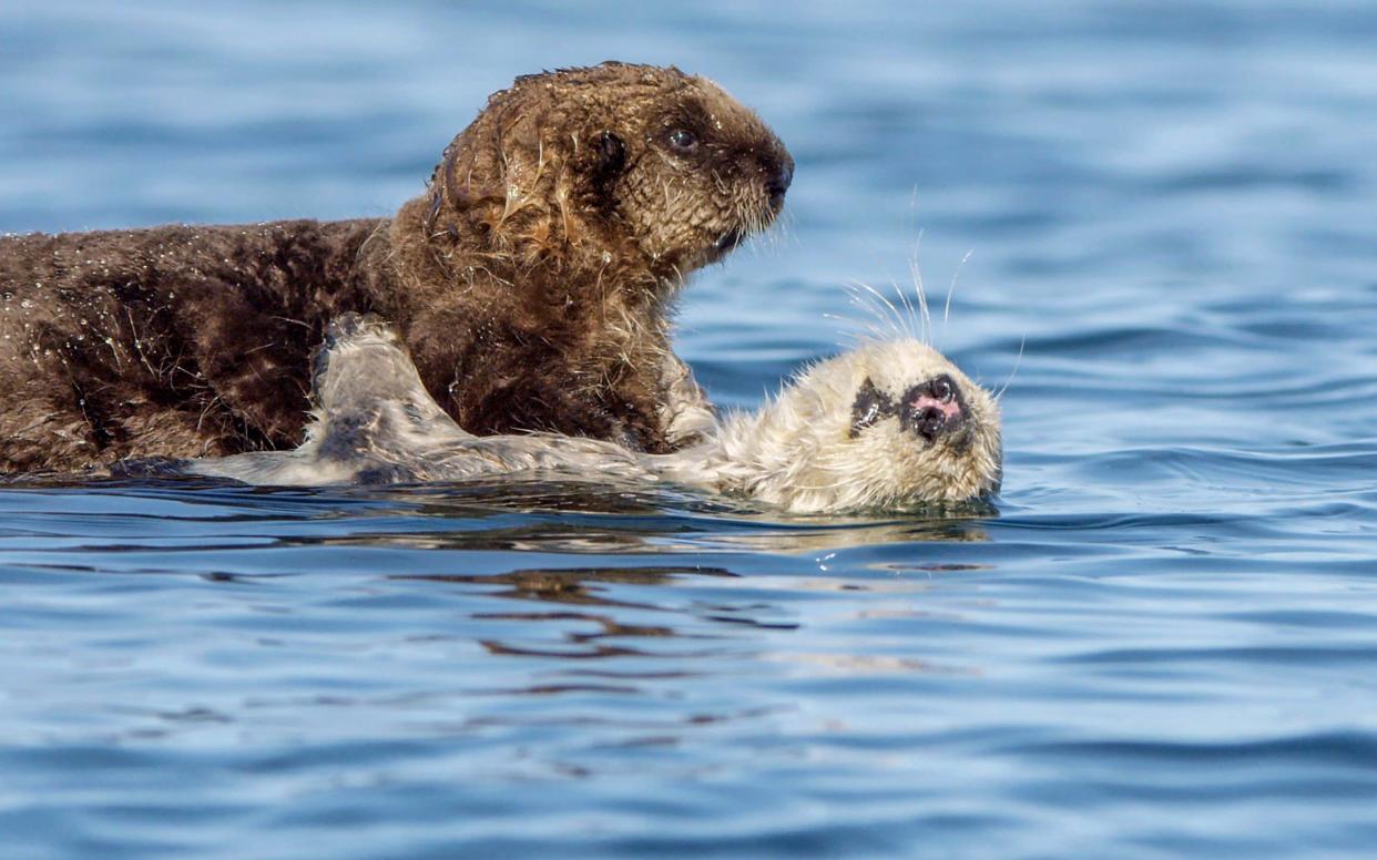 Otters: one of our 