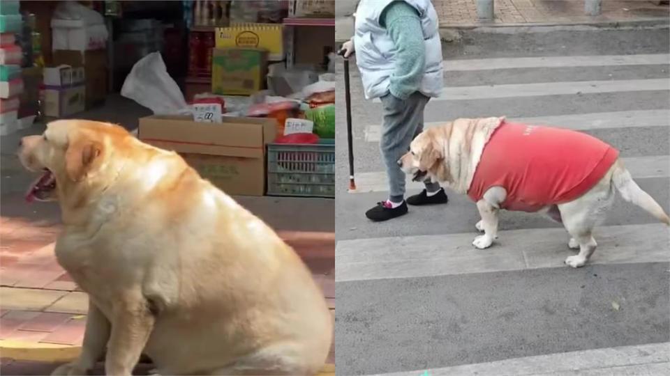 路旁驚見倍化「拉不拉豬」太嚇人！飼主身分曝光網秒懂：有一種餓...