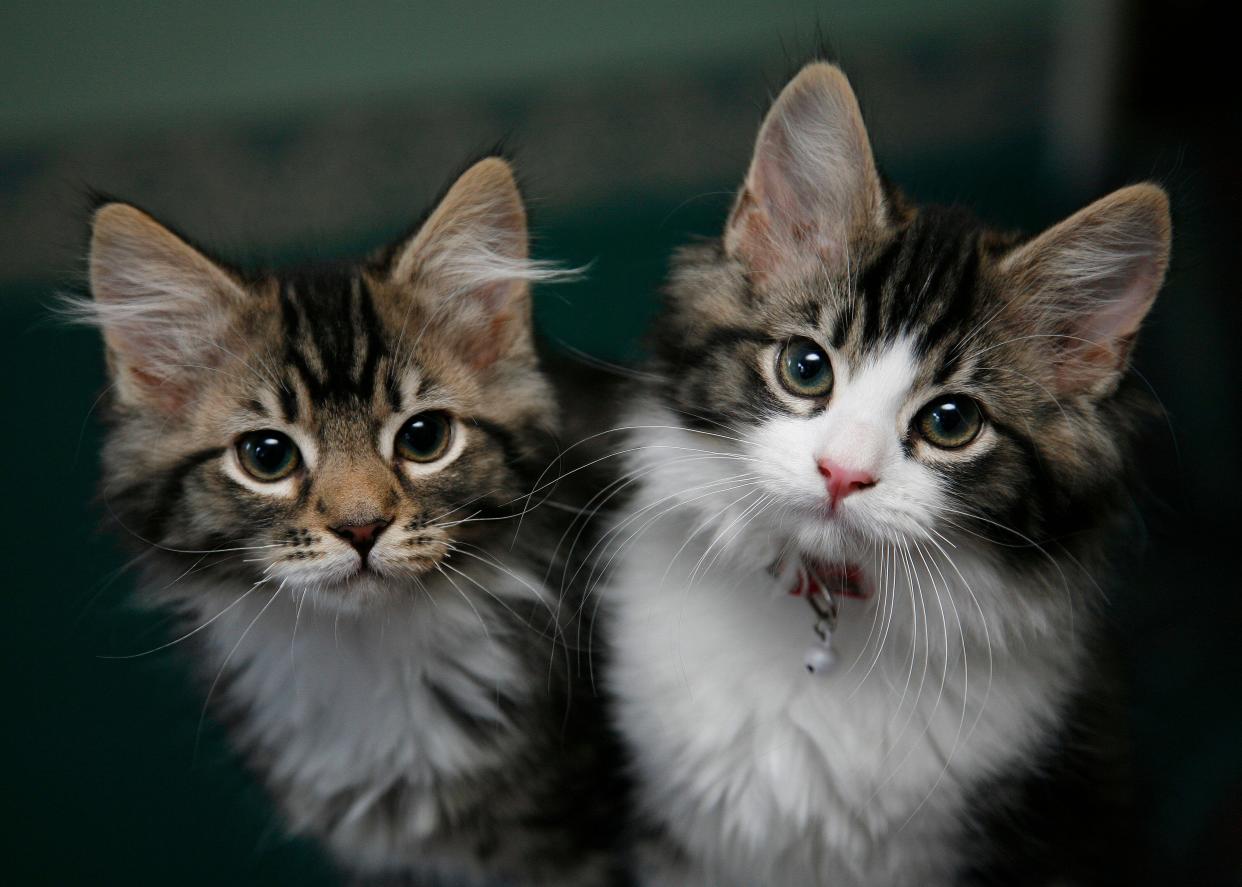 File photo dated 27/02/18 of domesticated pet kittens. The Stormont Executive has been urged to make the microchipping of pet cats a legal requirement. The call from animal welfare charities comes after new legislation will see cat owners in England risk a £500 fine if they do not microchip their pets. More than a quarter of 300,000 pet cats in Northern Ireland are not microchipped, according to the Cats And Their Stats 2023 report by Cats Protection. Issue date: Monday June 10, 2024.