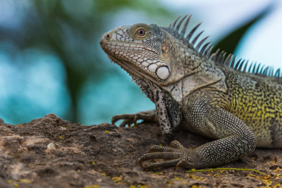 Iguana (Image: Provided)