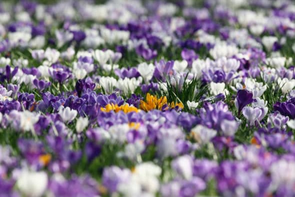 Spring Weather Arrives In The UK