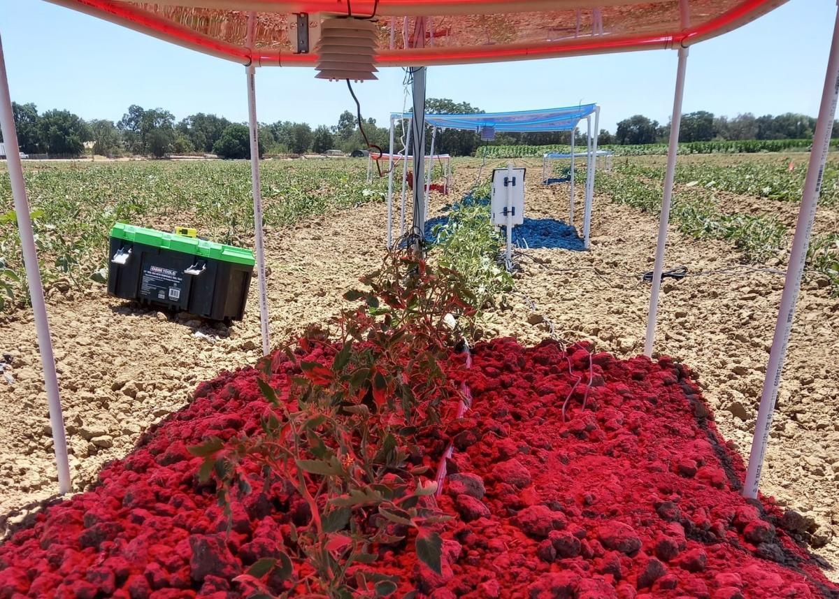 Researchers find a more sustainable way to grow crops under solar | Engadget