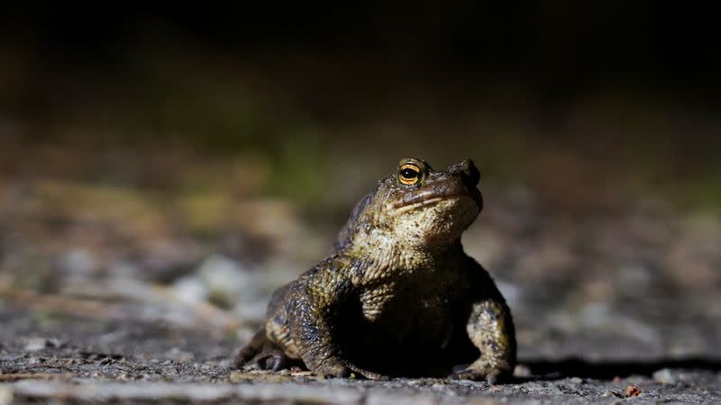 Estonian capital closes traffic to let frogs cross the road