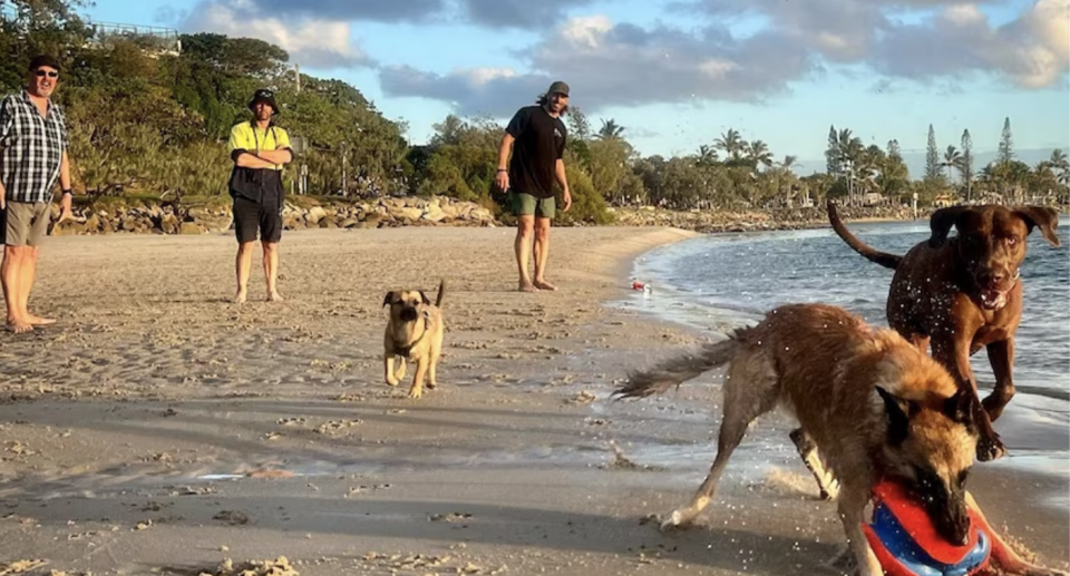 Dogs are seeing playing at Point Cartwright. 