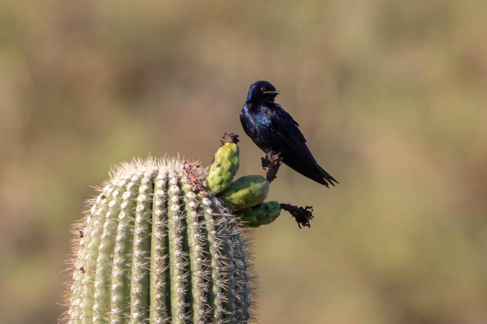 A Desert Purple Martin on a saguaro.