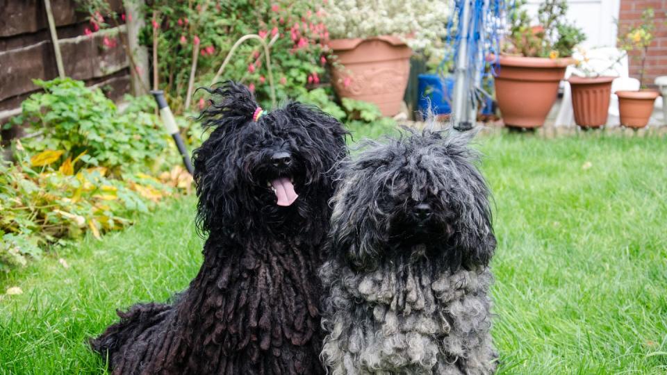 puli dogs on a lawn