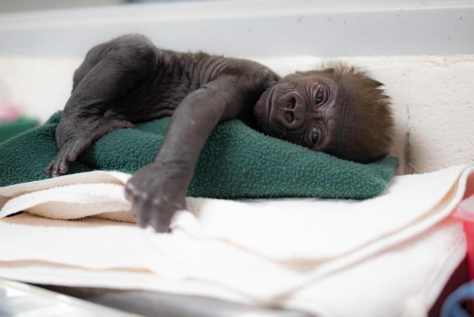Western lowland gorilla Jameela was delivered prematurely via C-section in early January by local obstetrician-gynecologist Dr. Jamie Walker Erwin.