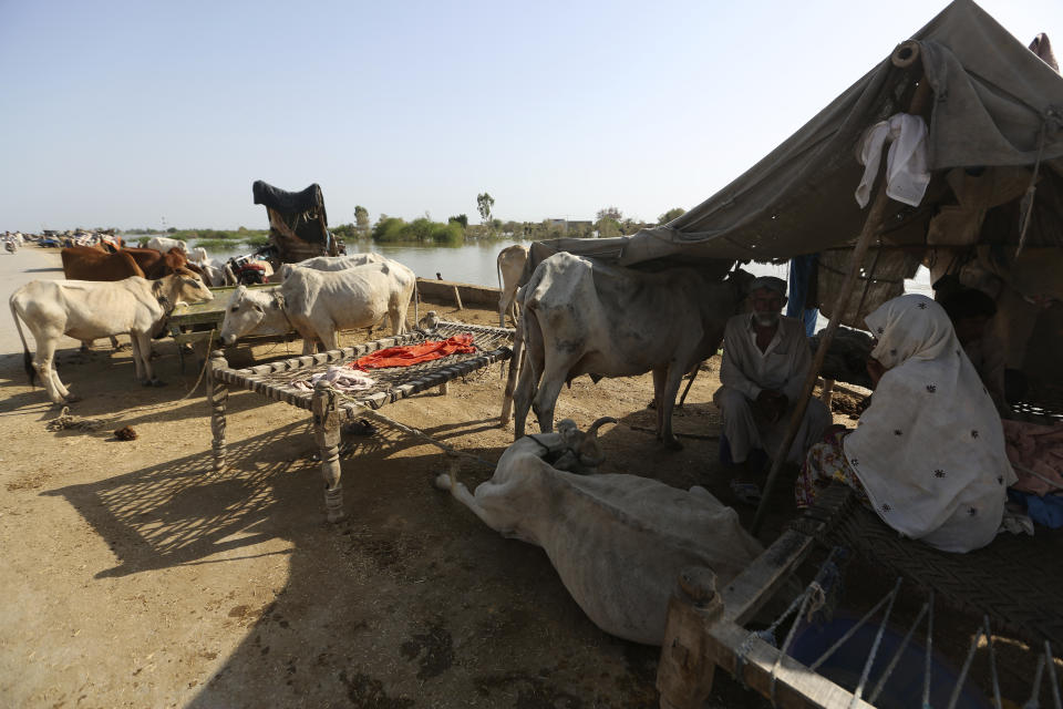 People take refuge from unprecedented monsoon flooding, in Jaffarabad, Pakistan, Monday, Sept. 5, 2022. The U.N. refugee agency rushed in more desperately needed aid Monday to flood-stricken Pakistan as the nation's prime minister traveled to the south where rising waters of Lake Manchar pose a new threat. (AP Photo/Fareed Khan)