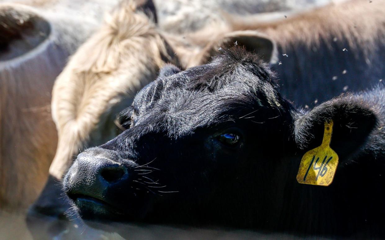 A cow approaches the fence at a cattle farm in Austin, Texas, USA, 02 April 2024