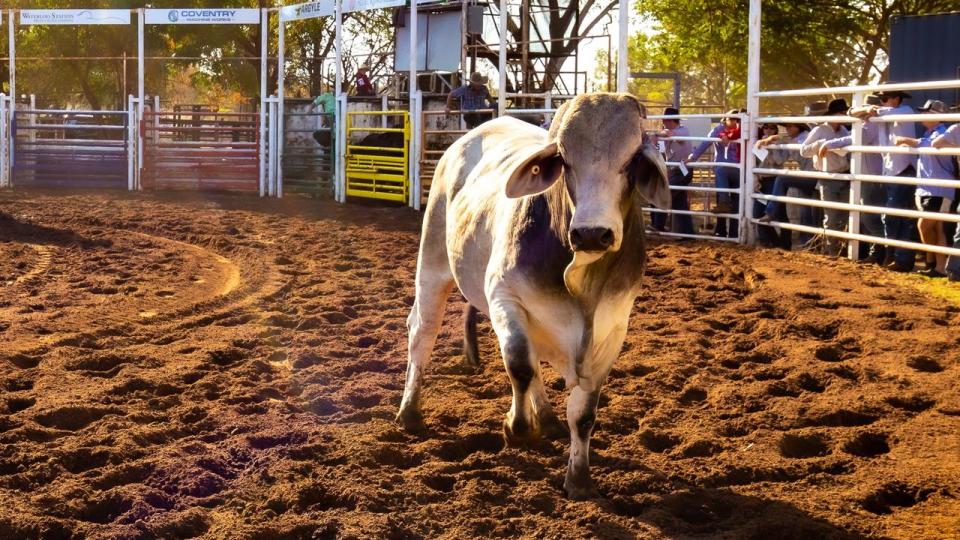 picture from Kununurra Campdraft and Rodeo Association facebook page