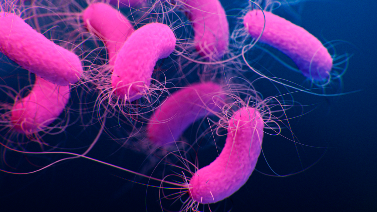 Pseudomonas, a type of bacteria, pictured in hot pink on a blue background.
