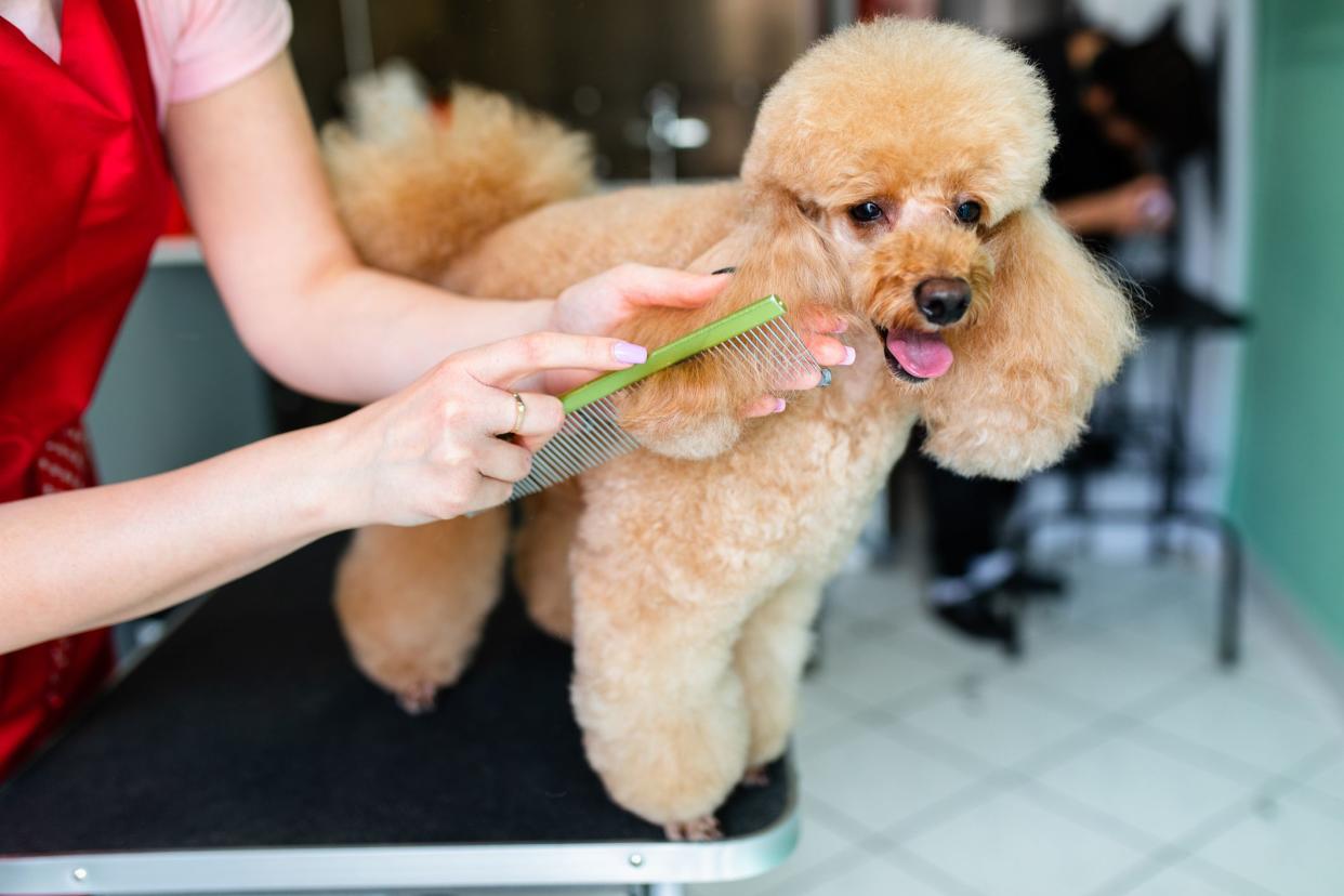 Beautiful red dwarf poodle at grooming salon.