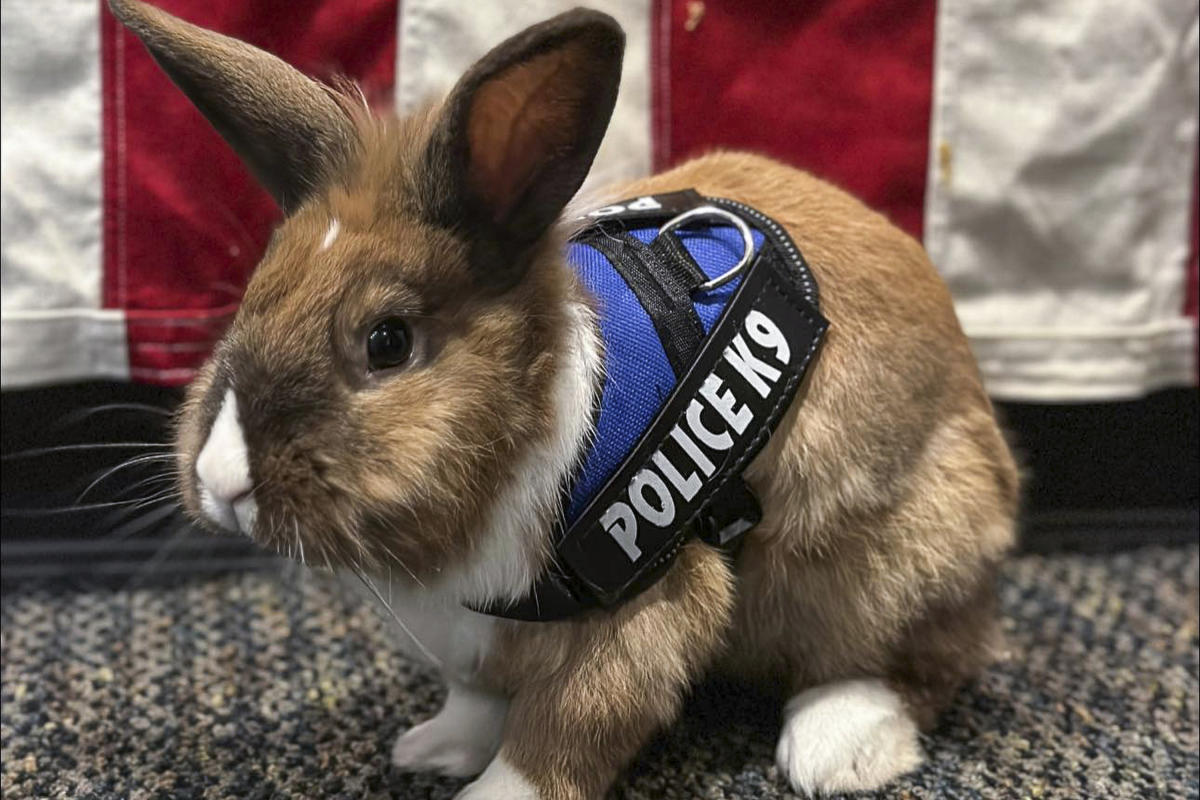 #Officer Cottontail? Bunny joins police force. Fur real.