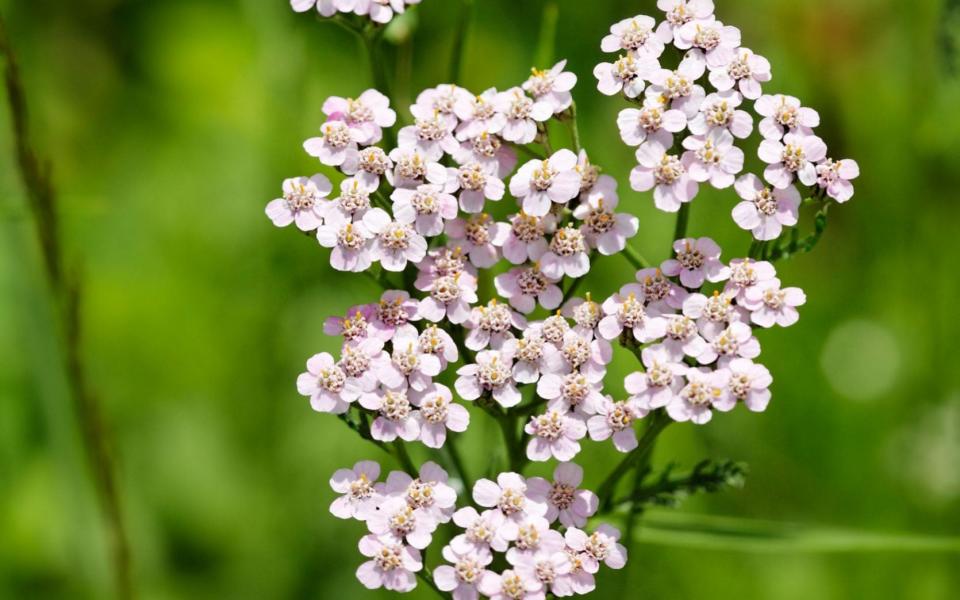 how to plant grow pots flowers bloom all year round uk 2022 gardens gardening tips advice summer - Alamy/imageBROKER