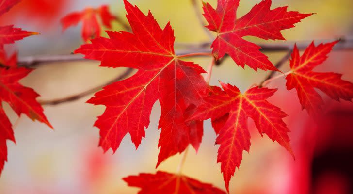 a group of red maple leaves