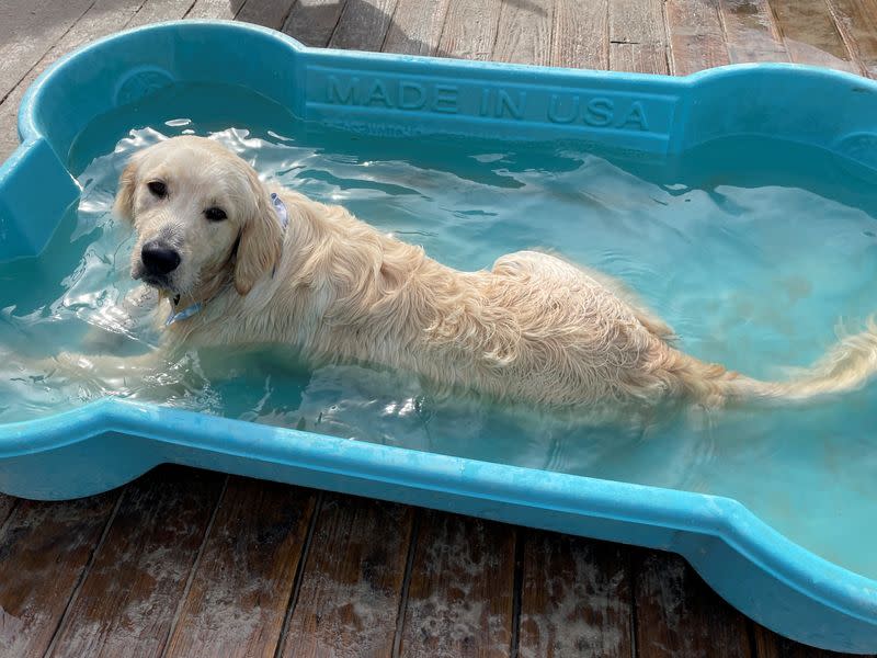 FOTO DE ARCHIVO: Un perro juguetea en una piscina durante la Yappy Hour, una hora feliz para perros en el Wonder Bar, Nueva Jersey