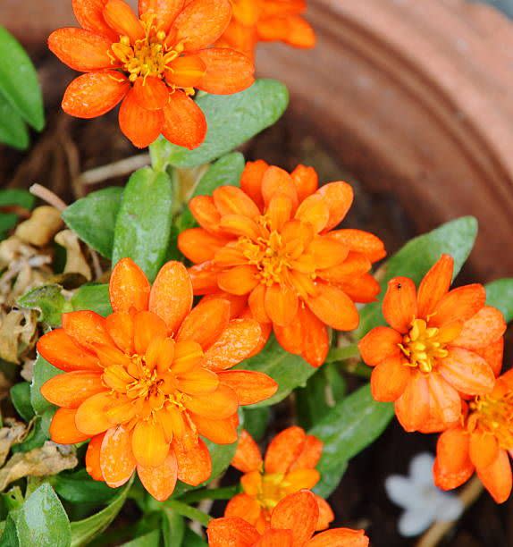 9) Marigolds