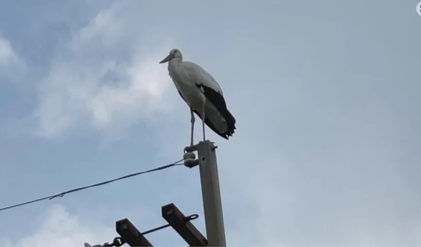 &#x005979;&#x009a5a;&#x00898b;&#x00300c;&#x00767d;&#x008272;&#x005de8;&#x009ce5;&#x00300d;&#x007ad9;&#x006046;&#x006625;&#x008def;&#x00908a;&#x00ff01;&#x008eab;&#x005206;&#x008d77;&#x005e95;&#x00662f;&#x0065e5;&#x00672c;&#x00300c;&#x007015;&#x005371;&#x007269;&#x007a2e;&#x00300d;&#x0098db;&#x005343;&#x0091cc;&#x009060;