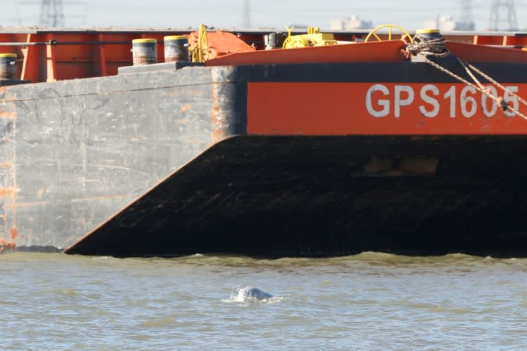 A beluga whale surfaces in the river Thames estuary near Gravesend