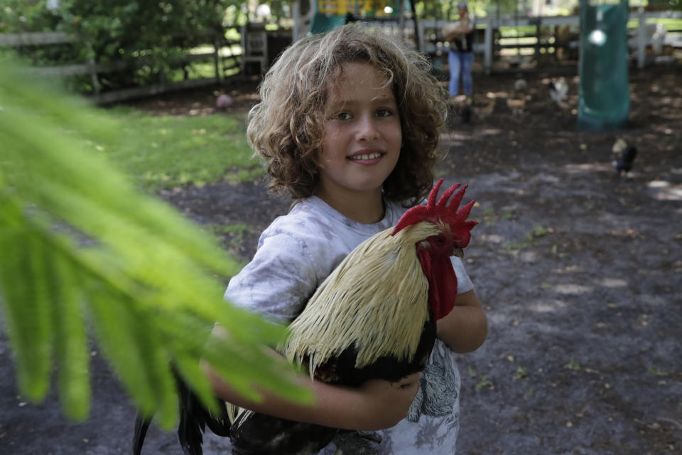 Liam Hunter holds a rooster at the Family Horse Academy where his mother Timea Hunter is hoping to organize education for a group of children during the coronavirus pandemic, Friday, July 31, 2020, in Southwest Ranches, Fla. Confronting the likelihood of more distance learning, families across the country are turning to private tutors and "learning pods" to ensure their children receive some in-person instruction. The arrangements raise thorny questions about student safety, quality assurance, and inequality. (AP Photo/Lynne Sladky)