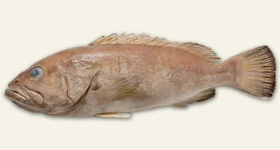 The new species lacks the distinctive markings of other groupers (Queensland Museum)