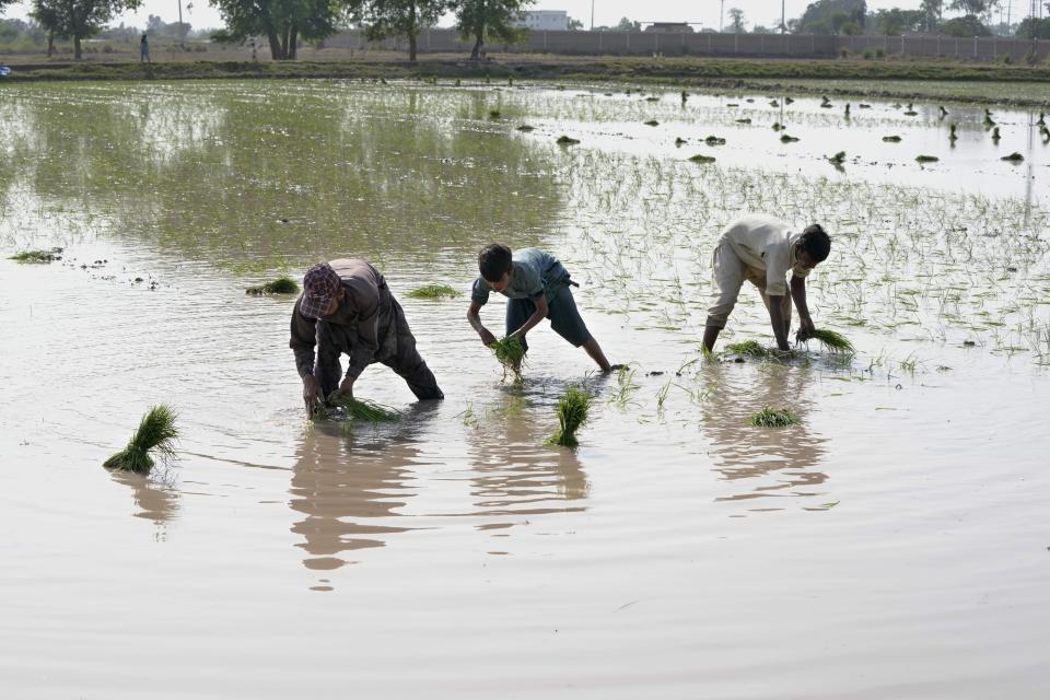 Villagers plant rice in a paddy field on the outskirts of Lahore, Pakistan, Thursday, June 8, 2023. Experts are warning that rice production across South and Southeast Asia is likely to suffer with the world heading into an El Nino. (AP Photo/K.M. Chaudary)