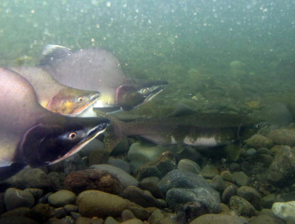 Three male pink salmon pursue a female up Ship Creek in Anchorage on Aug. 9, 2013. (Photo by Katrina Mueller/U.S. FIsh and Wildlife Service)