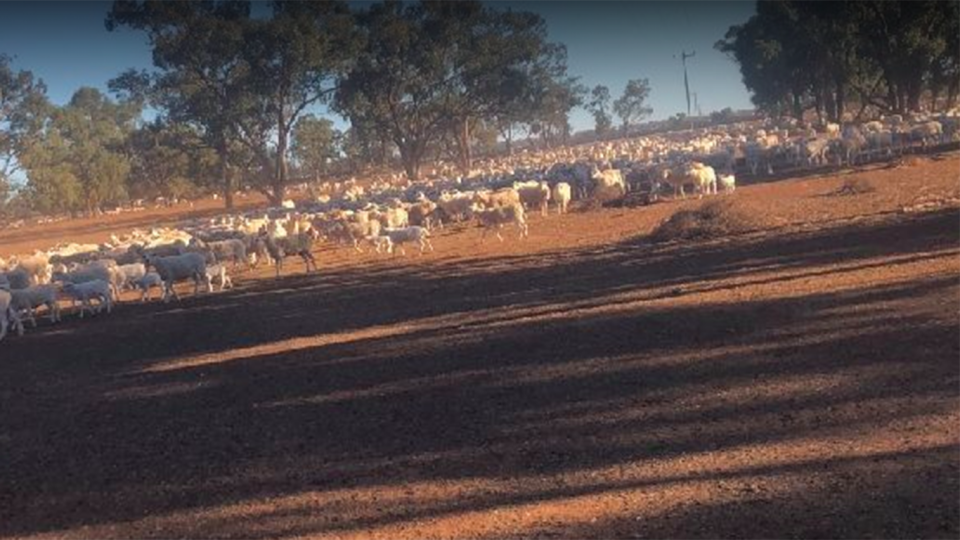 Three separate runs have taken sheep feed, dog food, cash, water and non-perishables to drought-affected Gunnedah. Source: GoFundMe