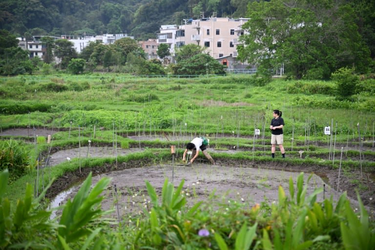 Members of Gift From Land, a small group dedicated to revitalising dormant Hong Kong rice varieties, transplant seedlings in a paddy in Tai Po district (Peter PARKS)