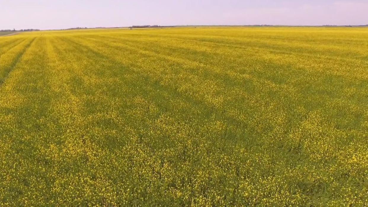 A mustard field near Stewart Valley, Sask., in 2021. Most of the mustard grown in the province is processed elsewhere. (CBC - image credit)